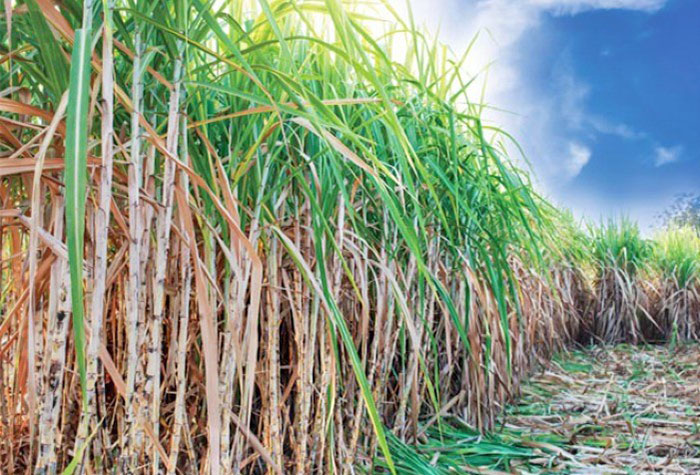 Produ O De Cana Deve Crescer No Brasil Mas Rea Plantada Ser Menor