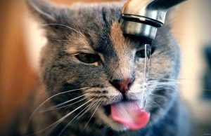 gato e agua