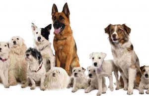 cachorros