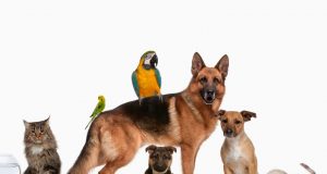Animais