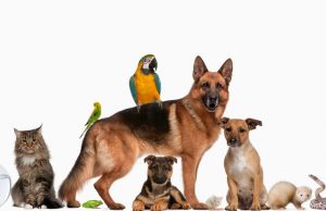 Animais