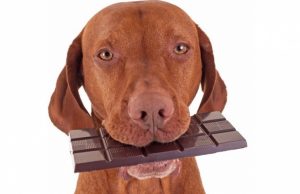 chocolate e pet