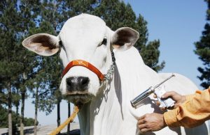 Vacinação contra a febre aftosa começou neste dia primeiro de maio Aftosa