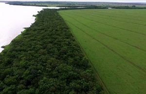 mata atlantica pontal