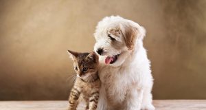 pet