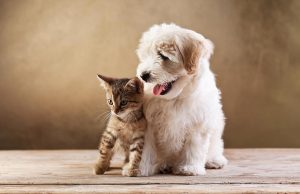 pet