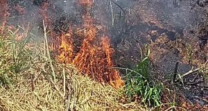 Operação Corta Fogo 2018 é remarcada para 07/06 Corta Fogo