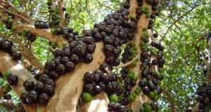 Projeto de plantio de árvores frutíferas na região norte tem área definida e data de lançamento Frutas