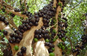 Projeto de plantio de árvores frutíferas na região norte tem área definida e data de lançamento Frutas