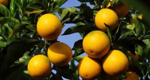 Ministério da Agricultura publica nova IN sobre cancro cítrico Laranja