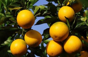 Ministério da Agricultura publica nova IN sobre cancro cítrico Laranja