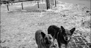 Rússia extermina animais de rua por causa da Copa do Mundo Russia Ces