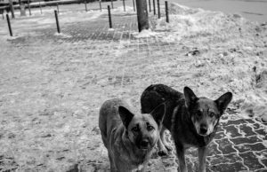 Rússia extermina animais de rua por causa da Copa do Mundo Russia Ces