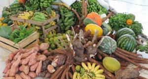 Encontro debate financiamento para agricultura familiar agricultura