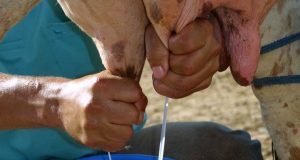 Abatur ordenha vaca leite