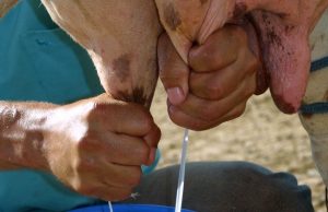 Bacia leiteira e produção artesanal de alimentos no meio rural serão discutidas na Câmara, nesta terça Abatur ordenha vaca leite