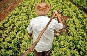 Agricultores familiares terão R$ 31 bi em créditos para produção de alimentos Agricultura Familiar