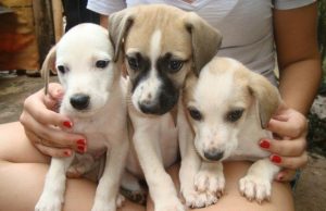 Feirinha de Adoção de Animais do Parque Infantil será realizada neste sábado Animal Feira