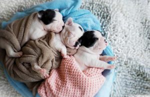 Filho Pet: A nova configuração da família brasileira Filhos Pets