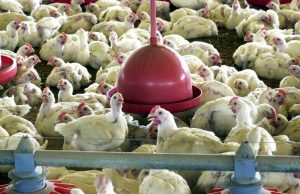 China vai impor medidas antidumping sobre importação de frango Frangos