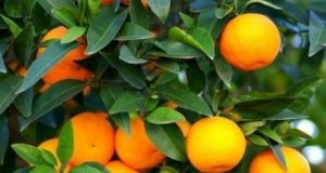 Safra de brasileira de laranja terá queda de 27% Laranja Junho