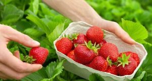 A função das abelhas na produção do morango Morango