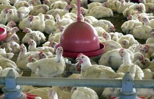 Açúcar e carne de frango: os mais impactados por sobretaxa China 01