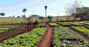 Reintegração Social é o compromisso da Associação São Pio Figura2