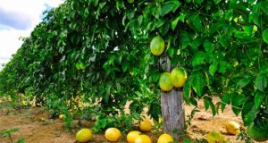 Maracuja 02