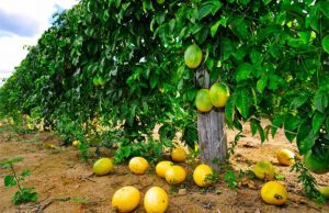 Curso do SENAR ensinou ter renda com plantio do maracujá Maracuja 02