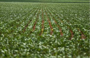 Disputa comercial entre China e EUA pode beneficiar soja brasileira Soja 10