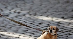 Lei que proíbe cachorros presos ou acorrentados pode chegar aqui Animal 15