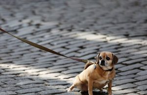 Lei que proíbe cachorros presos ou acorrentados pode chegar aqui Animal 15
