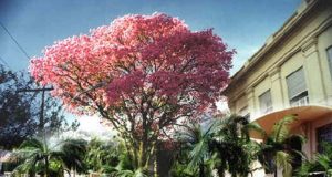 Mau tempo adiou a Caminhada fotográfica. Ficou para o dia 11. Caminhada Fotografica 01