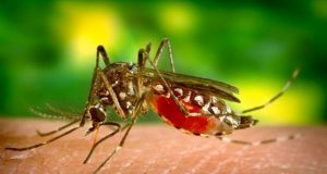 Ações de combate à dengue são intensificadas no Roxo e Valle Verde Dengue 03