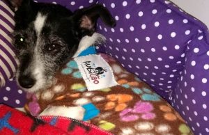 Cuidados com os animais no inverno são essenciais Inverno 01