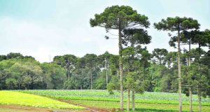 Uso do solo rural para fins urbanos começa a ser discutido em Araraquara Uso do Solo 01