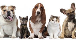 Começa a campanha antirrábica neste sábado (1) em Araraquara Vacina Gatos 02