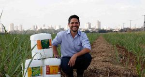 Cana produtiva e saudável com a Linha Longevus que revoluciona o mercado Cana 37