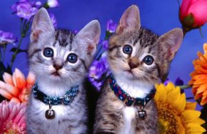 Dóceis, eles serão mais de 28 milhões no Brasil até 2020 Gato 37