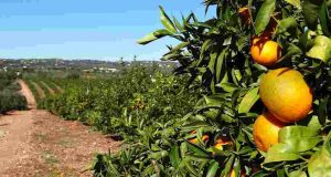 Safra de laranja 2018/19 é reestimada em 273,34 milhões de caixas Laranja 14
