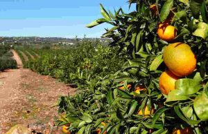 Safra de laranja 2018/19 é reestimada em 273,34 milhões de caixas Laranja 14