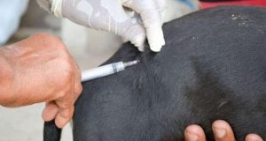 Campanha antirrábica vacina mais de 7 mil cães e gatos Vacina Caes 18
