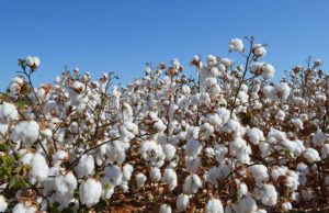 Valor da Produção Agropecuária é de R$ 574,25 bilhões Algodao 20