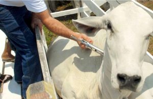Paraná vai antecipar retirada da vacinação contra aftosa Febre Aftosa 20