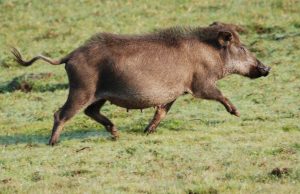 Massafera alerta comissão ambiental sobre o javaporco Javaporco 25