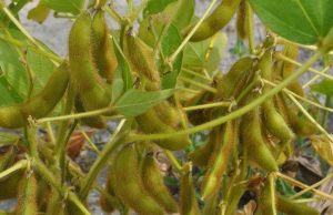 Produção de biodiesel pode chegar a 10 bilhões de litros Soja 23