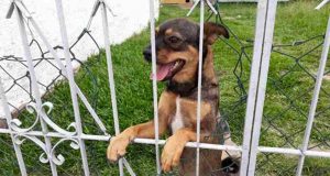 Câmara vota nesta terça projeto sobre Política de Proteção aos Animais Animal 36