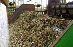 Cana: moagem da 1ª quinzena de outubro cai 21% no Centro-Sul Cana 35