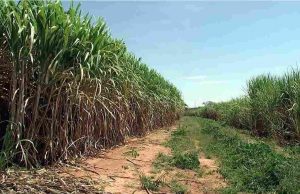 Principais produtos agrícolas perdem receitas em 2019 Cana de Acucar 43
